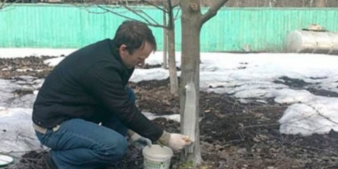 Kako prekriti mlado stablo jabuke za zimu